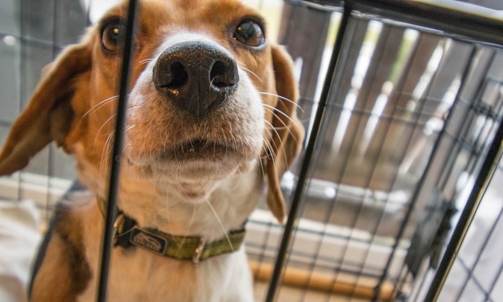 dog being boarded