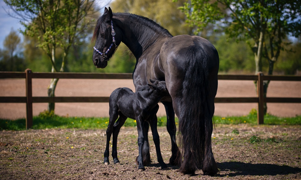 2 horses in a corral